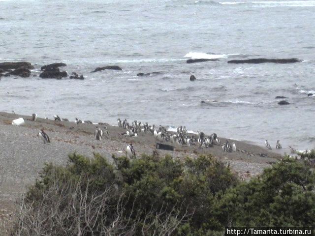 Пингвиний берег Трелев, Аргентина