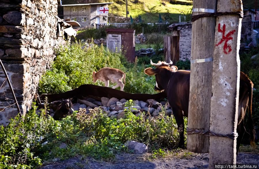 По улицам бродят коровы… Степанцминда, Грузия