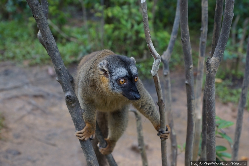 Бурый лемур Мадагаскар