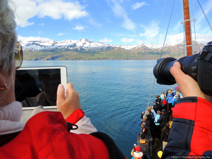 Каждый турист старается запечатлеть все телодвижения китов Хусавик, Исландия