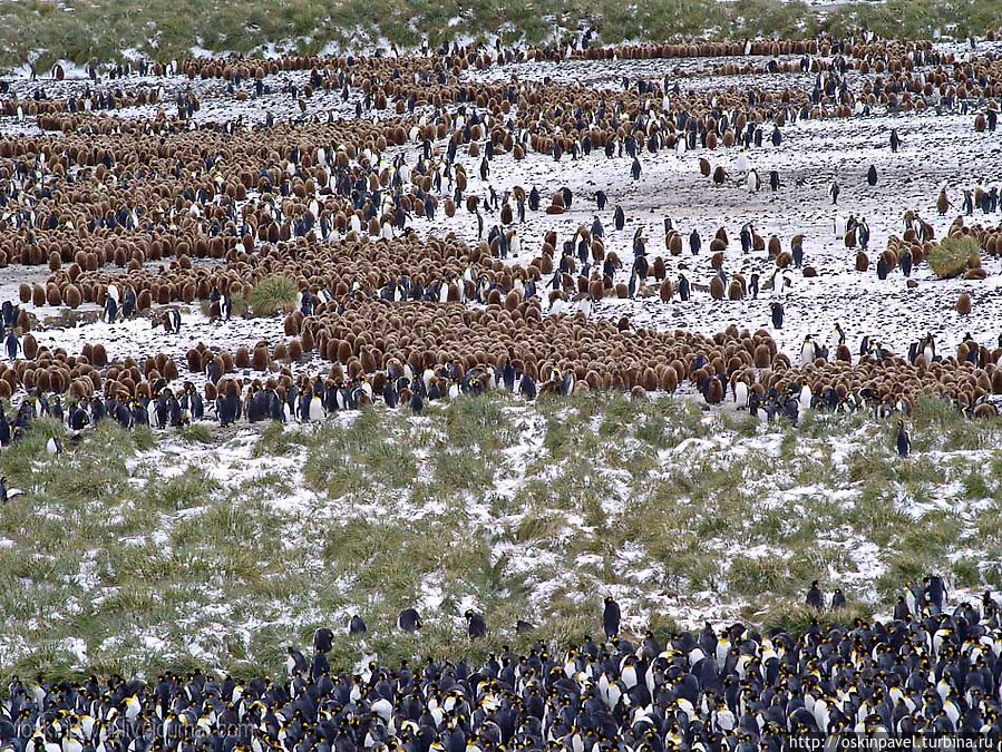 ни пса ни кисю а пингвинку
хочу мы были б с ней друзья
я ей массировал бы ластки
и лёд на пузик в грелке б клал ни пса ни кисю а пингвинку
хочу мы были б с ней друзья
я ей массировал бы ластки
и лёд на пузик в грелке б клал