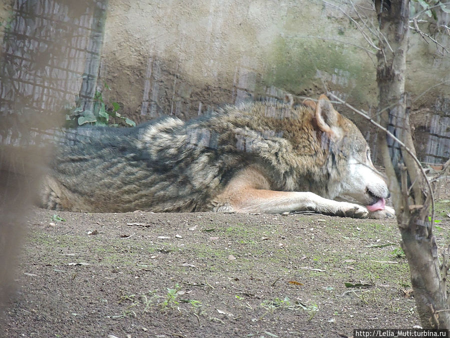 Zoo Roma Рим, Италия Zoo Roma Рим, Италия