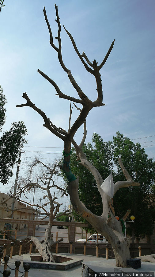 райские деревья Провинция Басра, Ирак