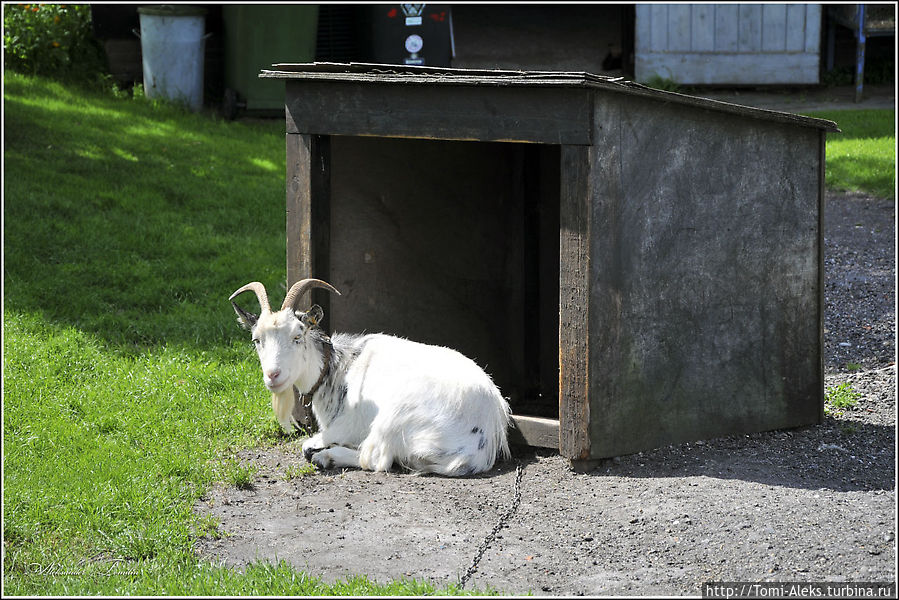 Где еще увидишь, как козы, словно собаки, живут в будках рядом с домами-мельницами...
* Нидерланды