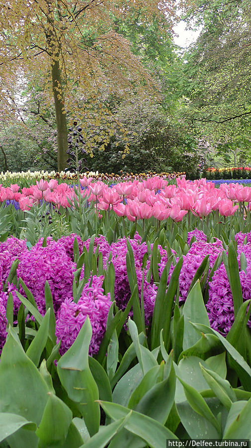 Царство тюльпанов: павильоны и оранжереи парка Кекенхоф Кёкенхоф, Нидерланды