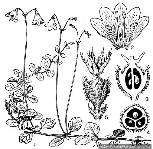 Линнея северная (Linnaea borealis) Уппсала, Швеция