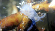 Голожаберный моллюск Ancula gibbosa
