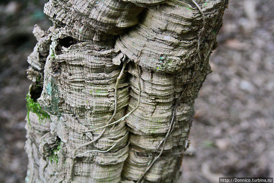 Пробковый дуб — к полету готов! Каталония, Испания Пробковый дуб — к полету готов! Каталония, Испания