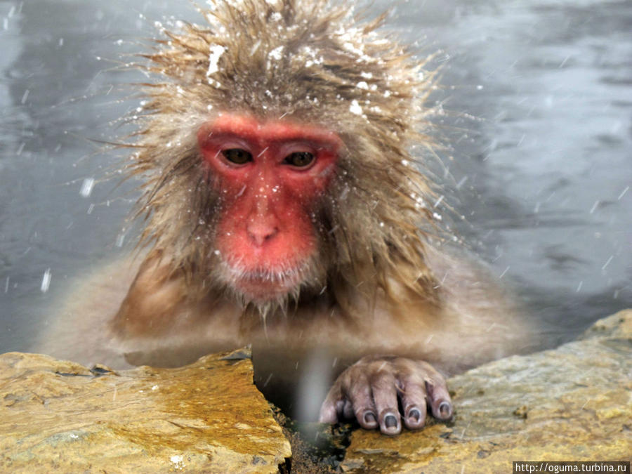 Кто сказал что обезьяны не могут думать о вечном? Нагано, Япония