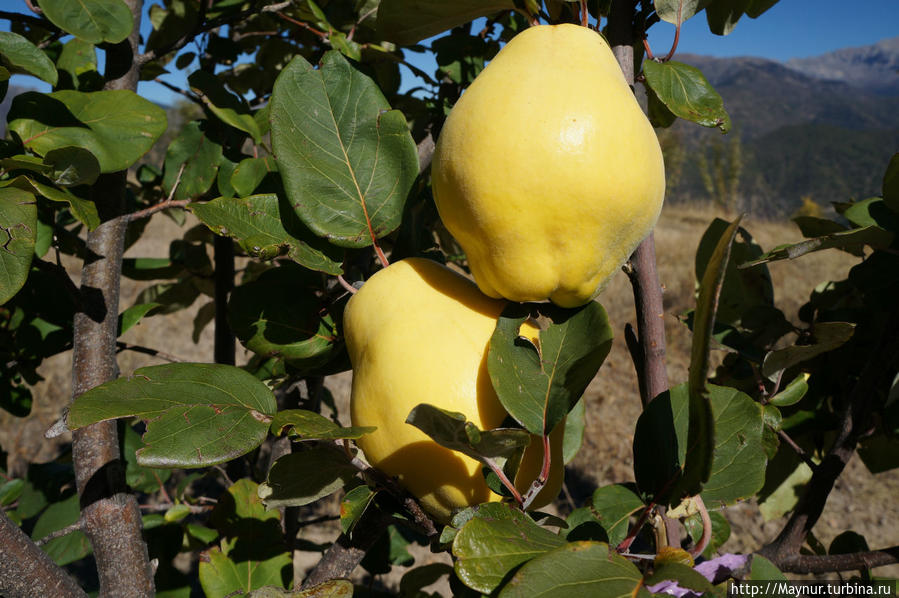 Очень   крупные    плоды    айвы    на   молоденьких    деревьях. Анталия, Турция