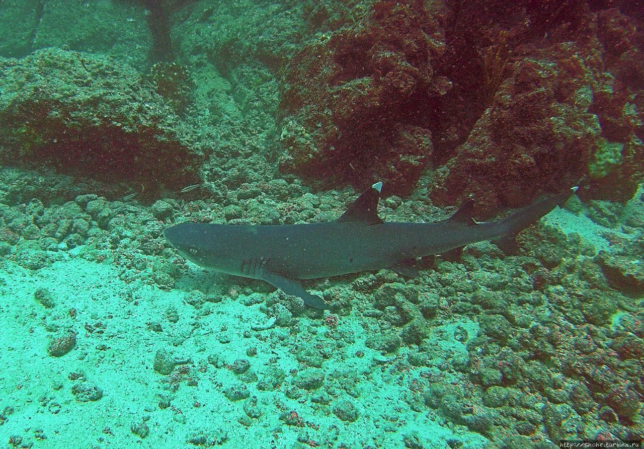 Нам акула-каракула ... (подводный мир Коибы для 