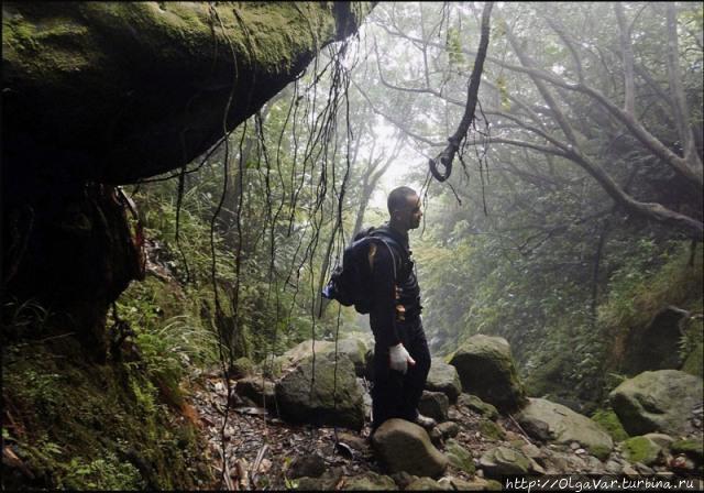 Лесные истории Филиппины Лесные истории Филиппины