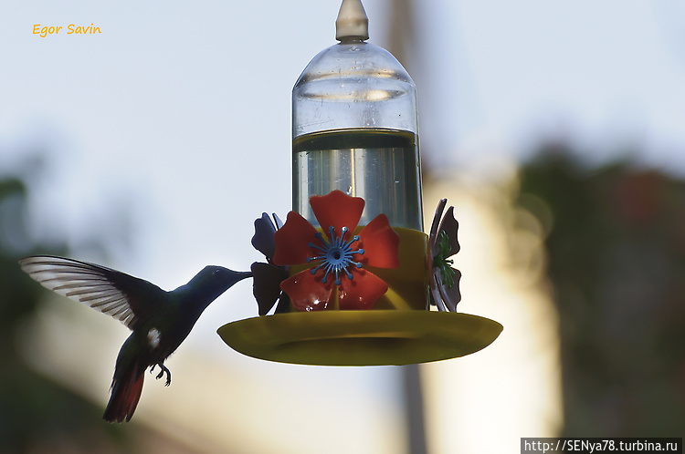В садике колибри