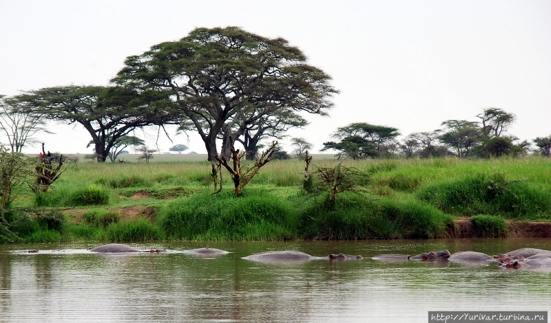 Бегемоты есть практически в любом водоеме Серенгети. Они никуда не мигрируют Серенгети Национальный Парк, Танзания