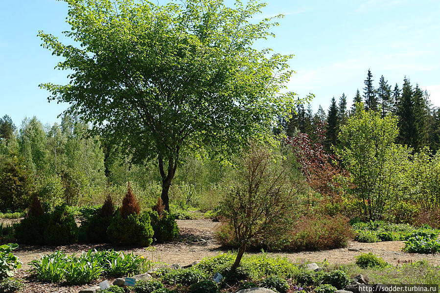 Сад Туомиоя Кангасниеми, Финляндия