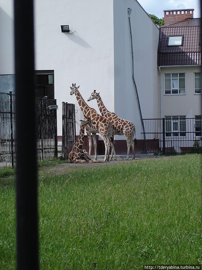 Зоопарк Калининграда является одним из старейших в России. Он располагается на территории бывшего Кёнигсбергского зоопарка, открытым в 1896 году. Животных подписывать не буду — вы их и так прекрасно знаете :) Приятной прогулки :) Калининград, Россия