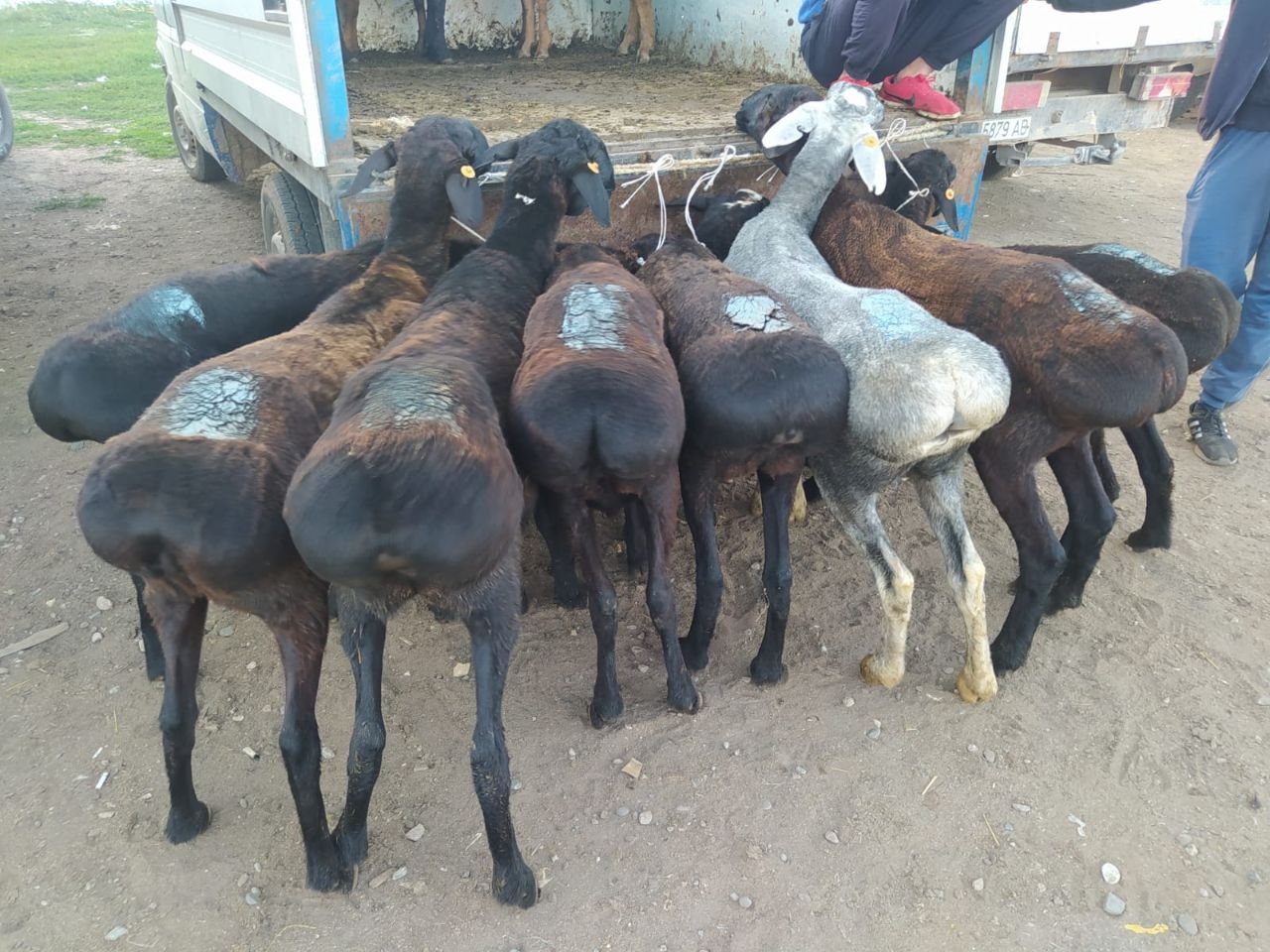 Скотный рынок Каракол, Киргизия