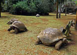 Посетители в вольере могут посидеть не только на разленившихся черепахах, здесь еще есть лавочки...