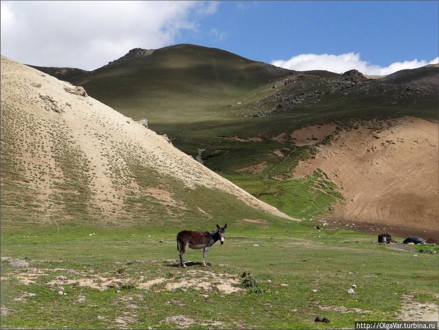 Этот встреченный ослик был такой трогательный... Чуйская область, Киргизия