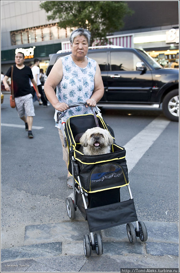 Интересно, что в Китае для собак выпускают специальные коляски. Я обратил внимание, что хозяева с удовольствием демонстрируют своих питомцев для фотографирования. Для многих старичков животное — лучший друг. Ну, а для чего же еще нужна собака — чтобы в мегаполисе не чувствовать себя одиноким... 

Продолжение в части 5 Пекин, Китай
