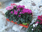 На этих цветочках я и завершаю снежно — предновогоднюю тематику.