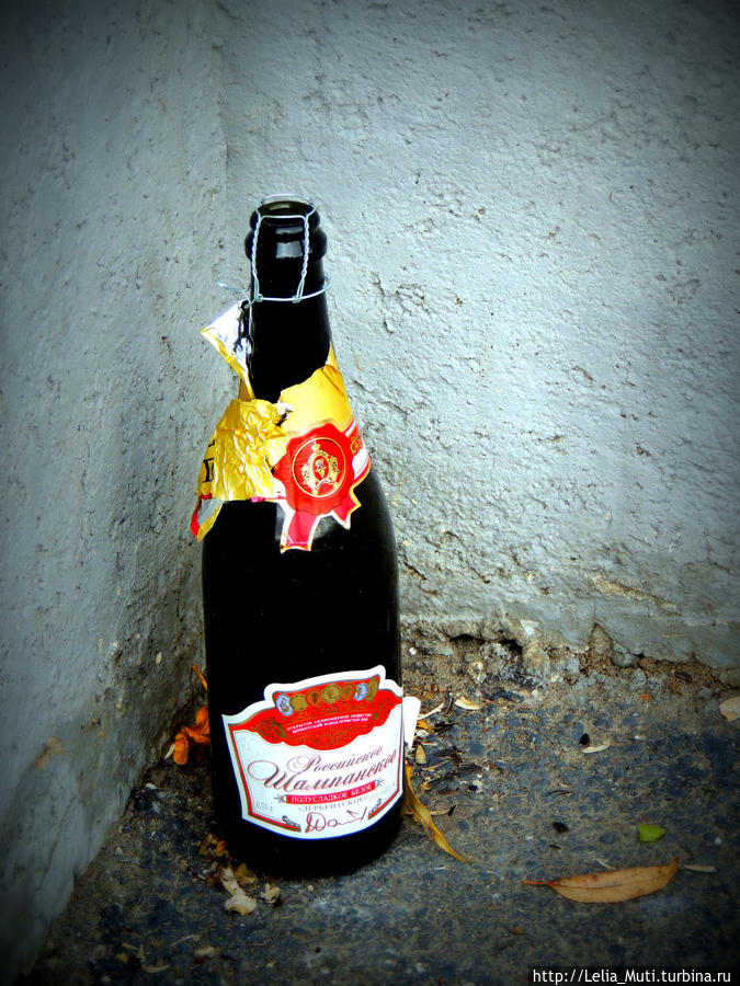 Чайки в Челябинске... Чайки в Челябинске...