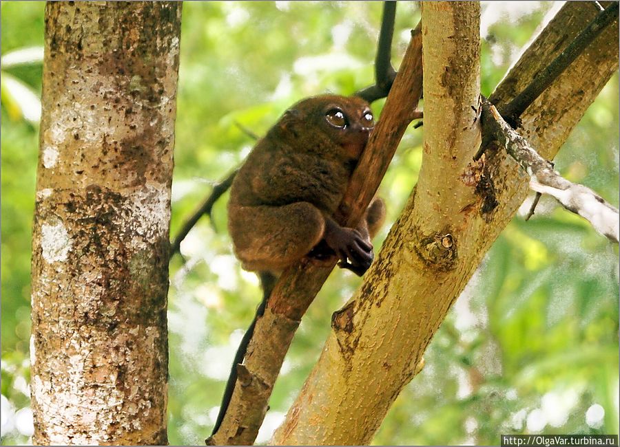 *Долгопяты, как и древесные лягушки, могут не только неподвижно сидеть на ветке, лупая глазами, но и передвигаться по ней на четвереньках. Они и неплохо прыгают. Их прыжок может достигать до нескольких метров Остров Бохол, Филиппины
