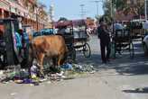 Даже коровы в мусорных кучах Джайпура, кажутся какими-то более культурными.