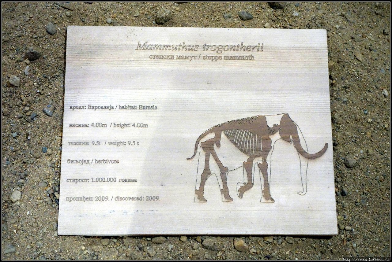 Виминациум. Про древних  римлян и  степных слонов Сербия