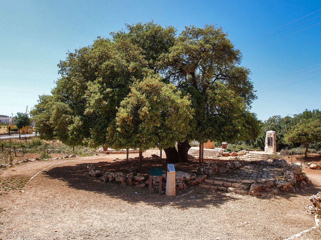 Одинокий дуб Кфар-Эцион, Палестина