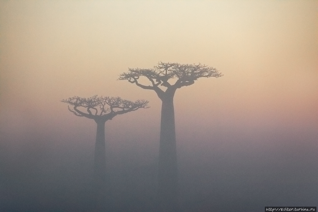 Фестиваль «Зов Африки» Москва, Россия Фестиваль «Зов Африки» Москва, Россия