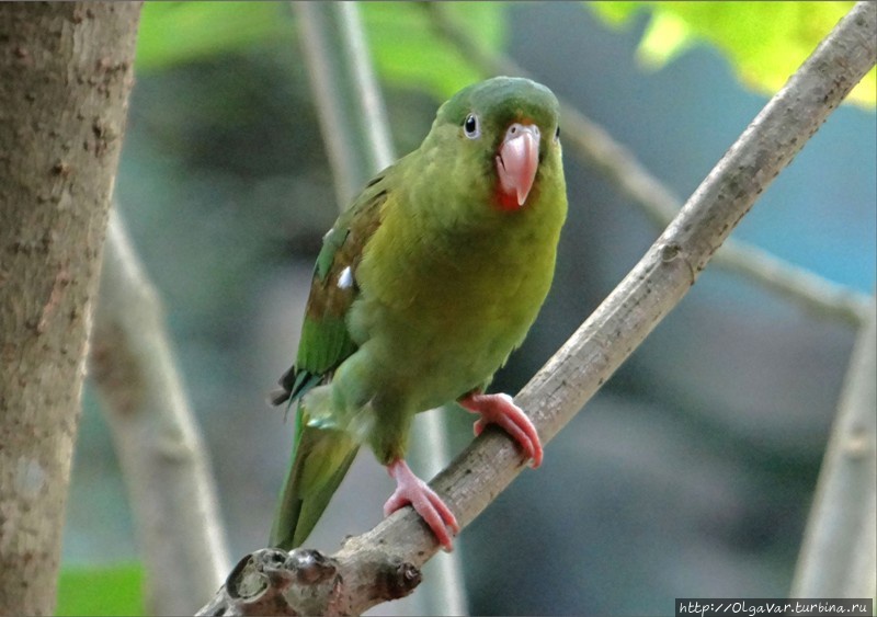 Попугаи, что воробьи у нас, на каждой ветке... Тайрона Национальный Парк, Колумбия