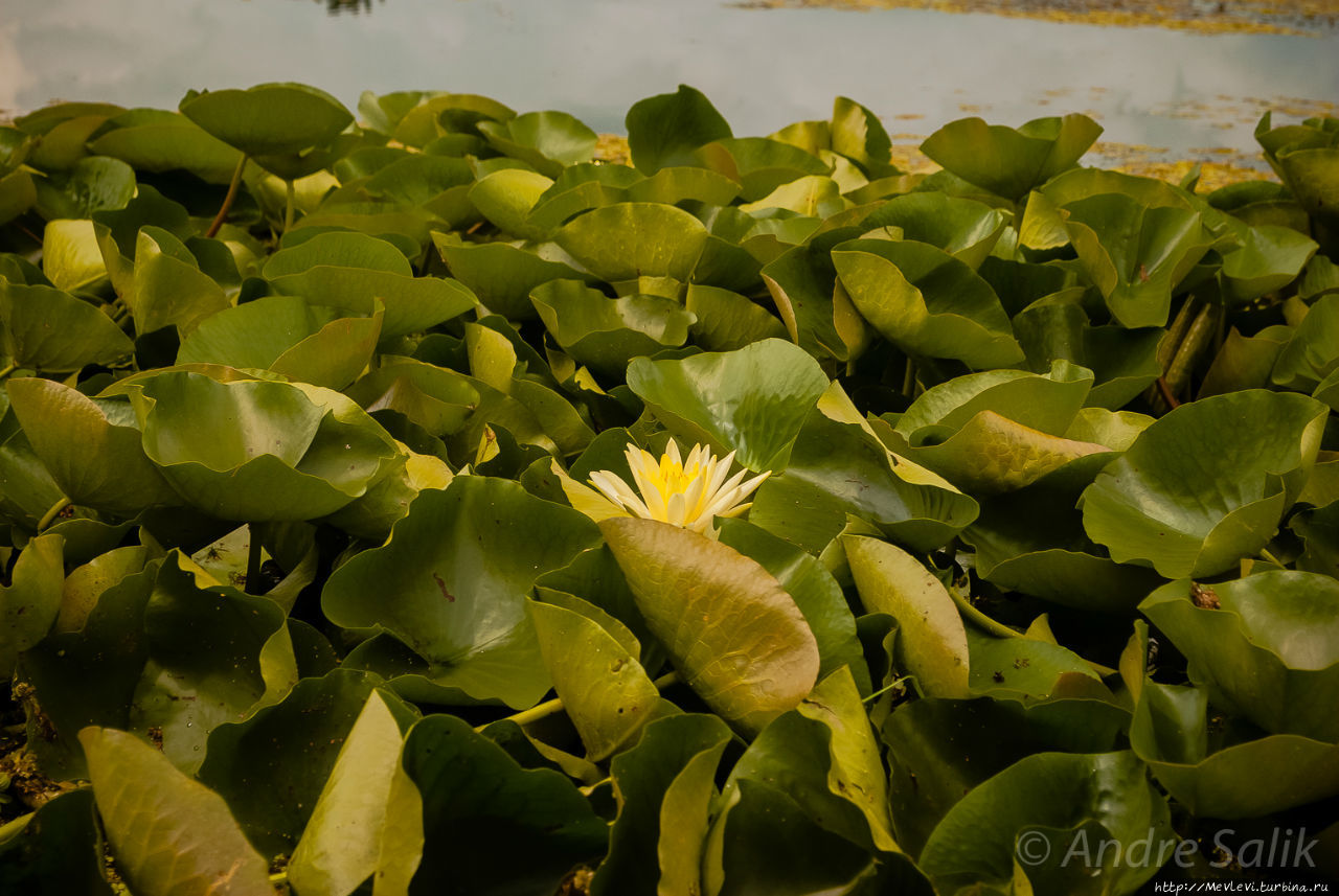 Полуденное зеркало озера Дал Шринагар, Индия