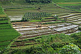 Работа на рисовых плантациях.