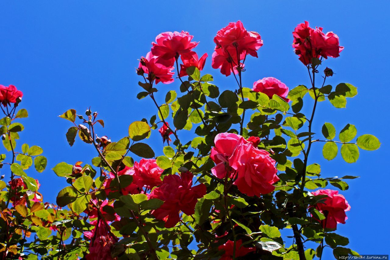 Все цветы мира к ногам наших подруг... Розы Новой Зеландии