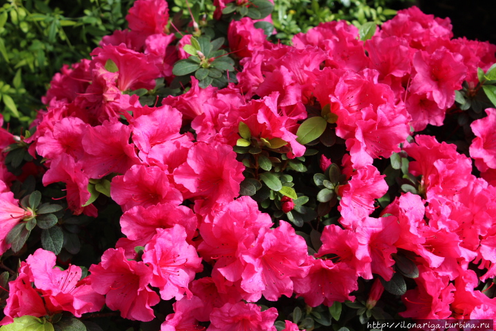 Цветное чудо Рига, Латвия Цветное чудо Рига, Латвия