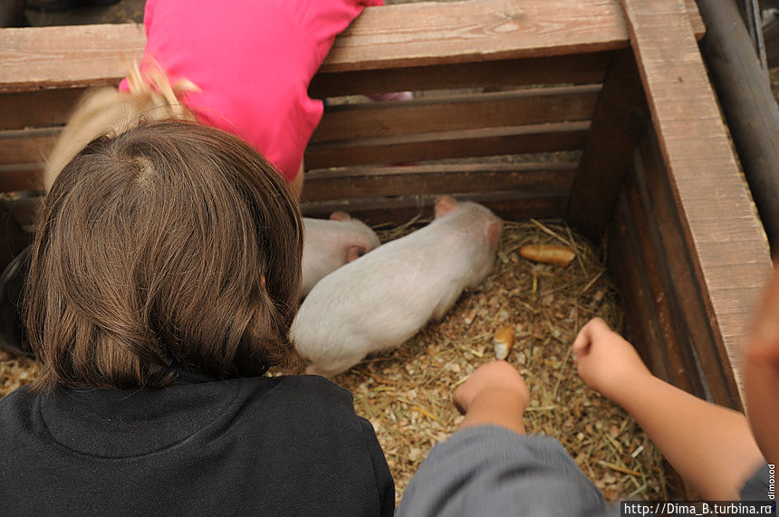 Самый аншлаг вызвали розовые поросятки. К их загончику было не протиснуться. Самый аншлаг вызвали розовые поросятки. К их загончику было не протиснуться.