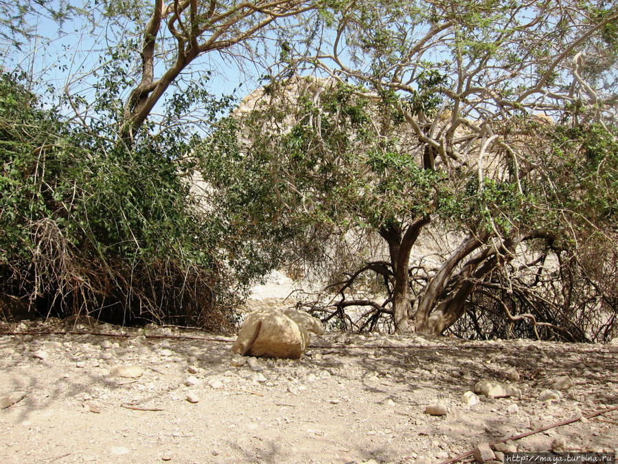 Вокруг дорожки довольно много разнообразных растений Мертвое море, Израиль