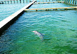 Дельфинчика сфотографировать трудно — слишком быстрый