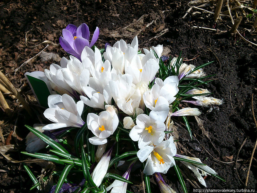 Первые тюльпаны к Первомаю! Санкт-Петербург и Ленинградская область, Россия Первые тюльпаны к Первомаю! Санкт-Петербург и Ленинградская область, Россия