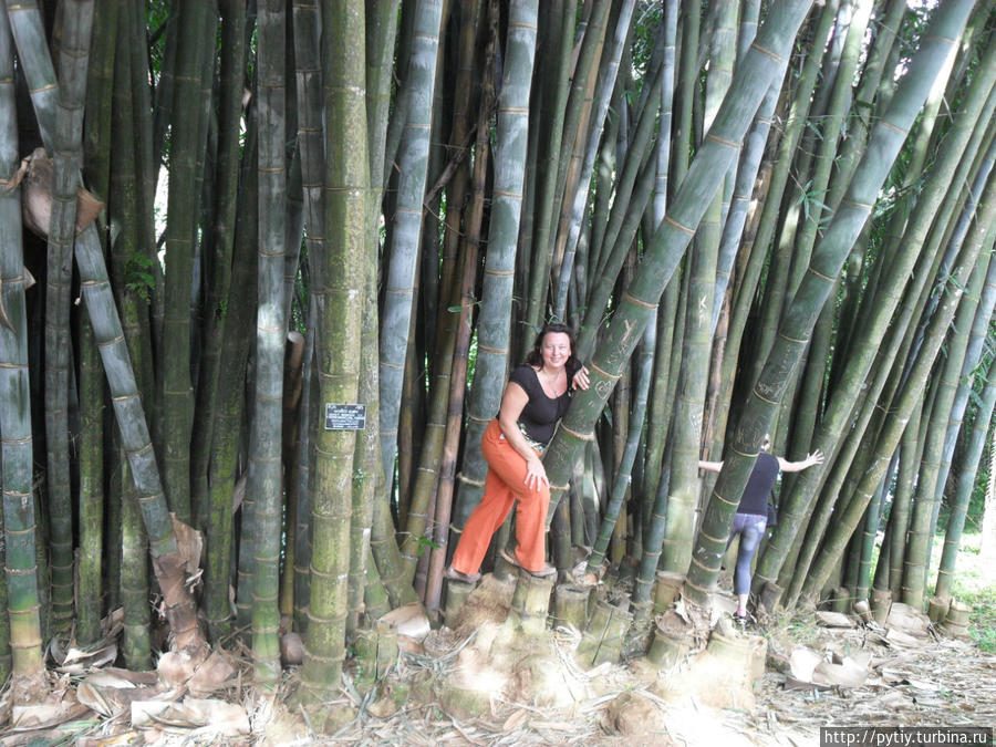 Как вам бамбук? Хиккадува, Шри-Ланка