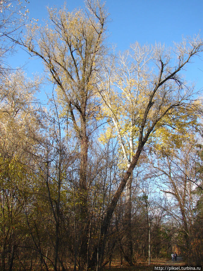 Осенняя медитация Киев, Украина Осенняя медитация Киев, Украина