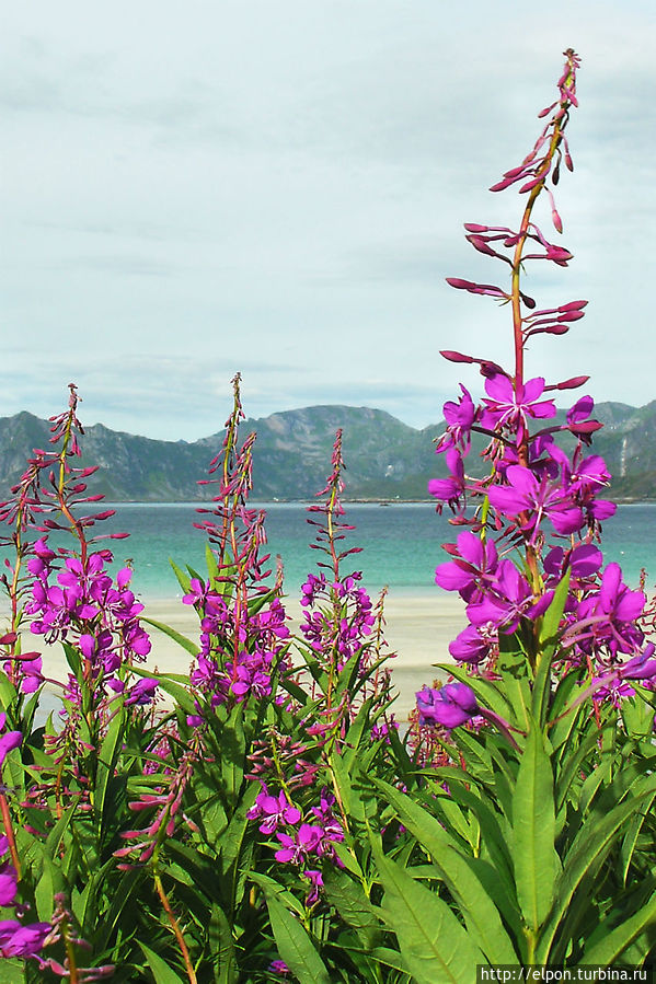 Лофотены — это сочетание розового, голубого и бирюзового цветов Острова Лофотен, Норвегия