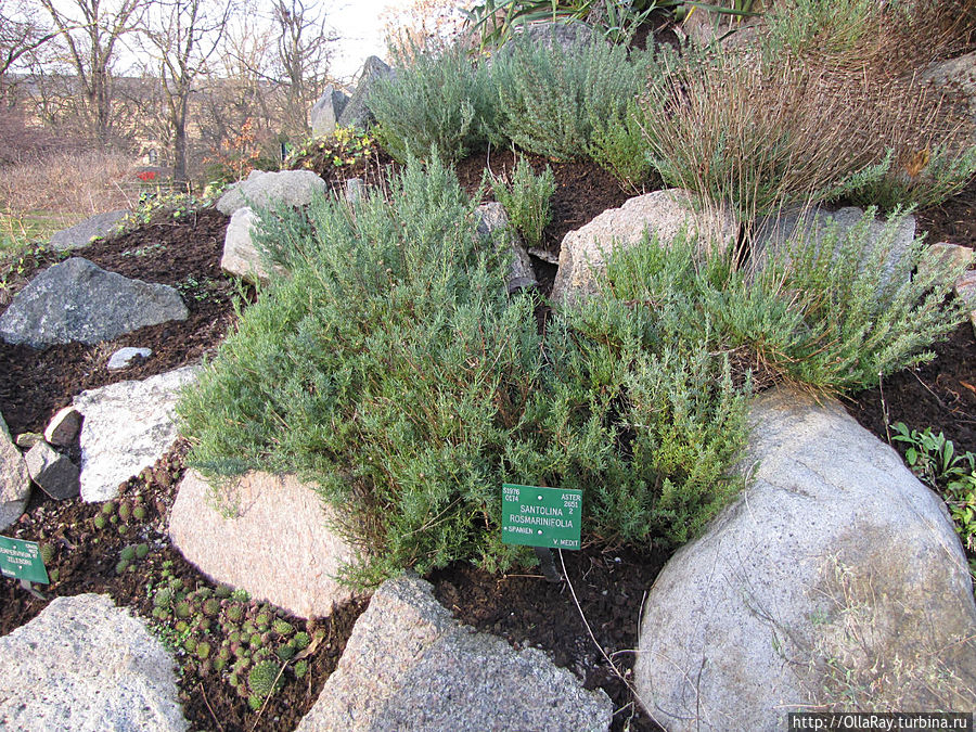 Сантолина розмаринолистная (Santolina rosmarinifolia). Такого количества обновок для своих горок я ещё не видела! Копенгаген, Дания