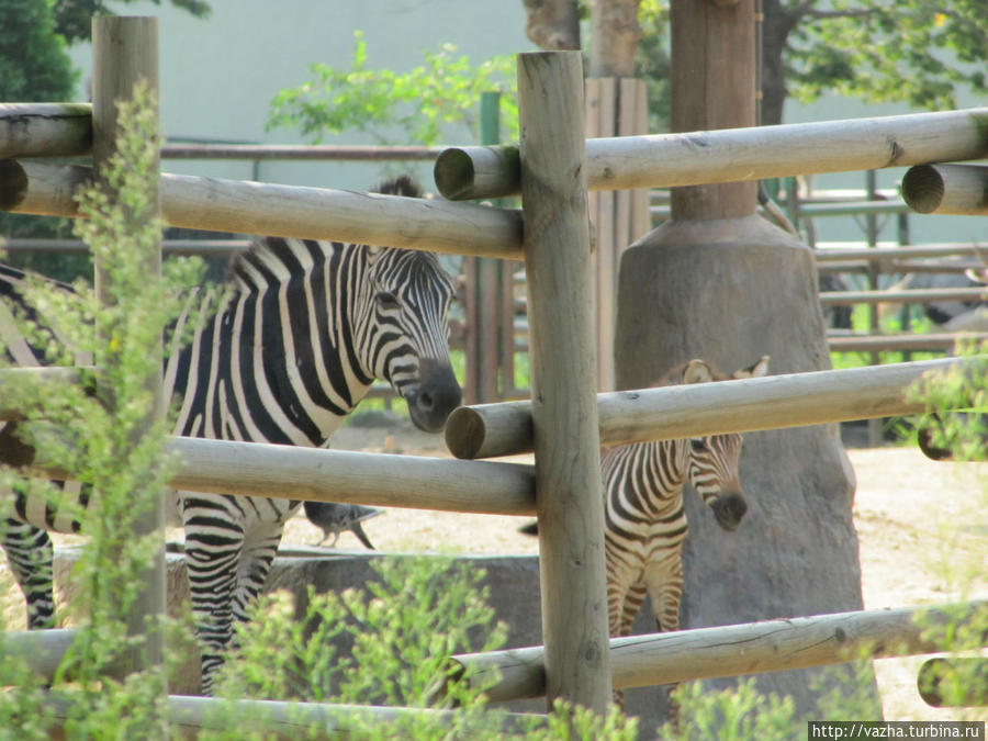 Зоопарк Сеула. Первая часть. Сеул, Республика Корея Зоопарк Сеула. Первая часть. Сеул, Республика Корея