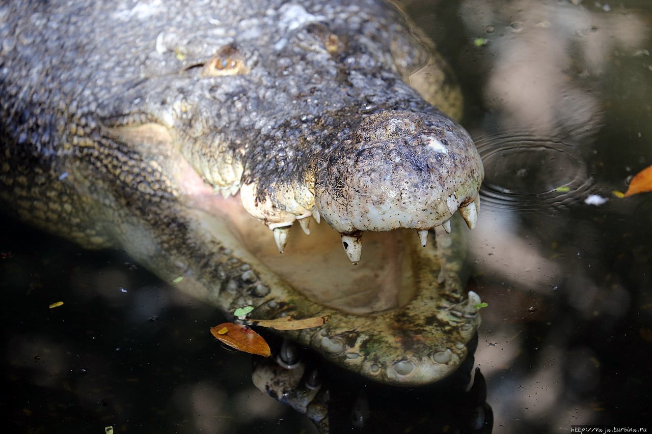 Зоопарк Манилы Манила, Филиппины Зоопарк Манилы Манила, Филиппины