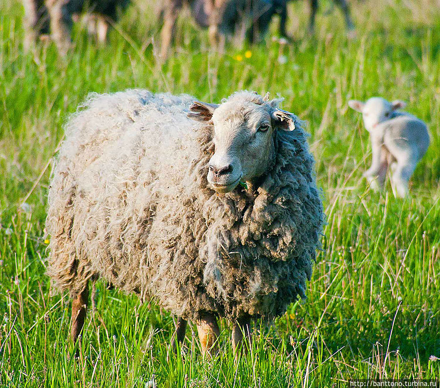 Для поклонников творчеста Мураками :) Для поклонников творчеста Мураками :)