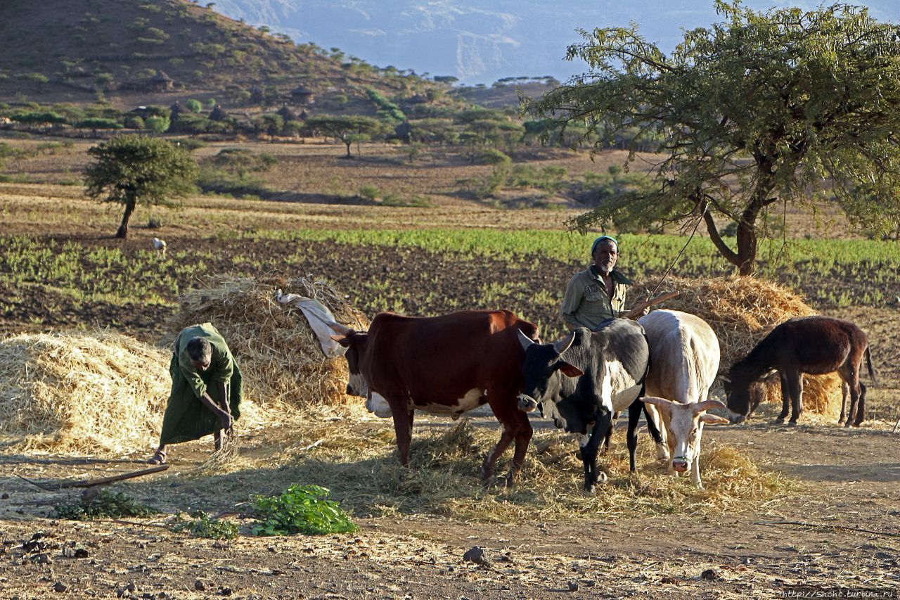 Молотьба по-эфиопски: круговорот безжалостный и беспощадный Регион Амхара, Эфиопия