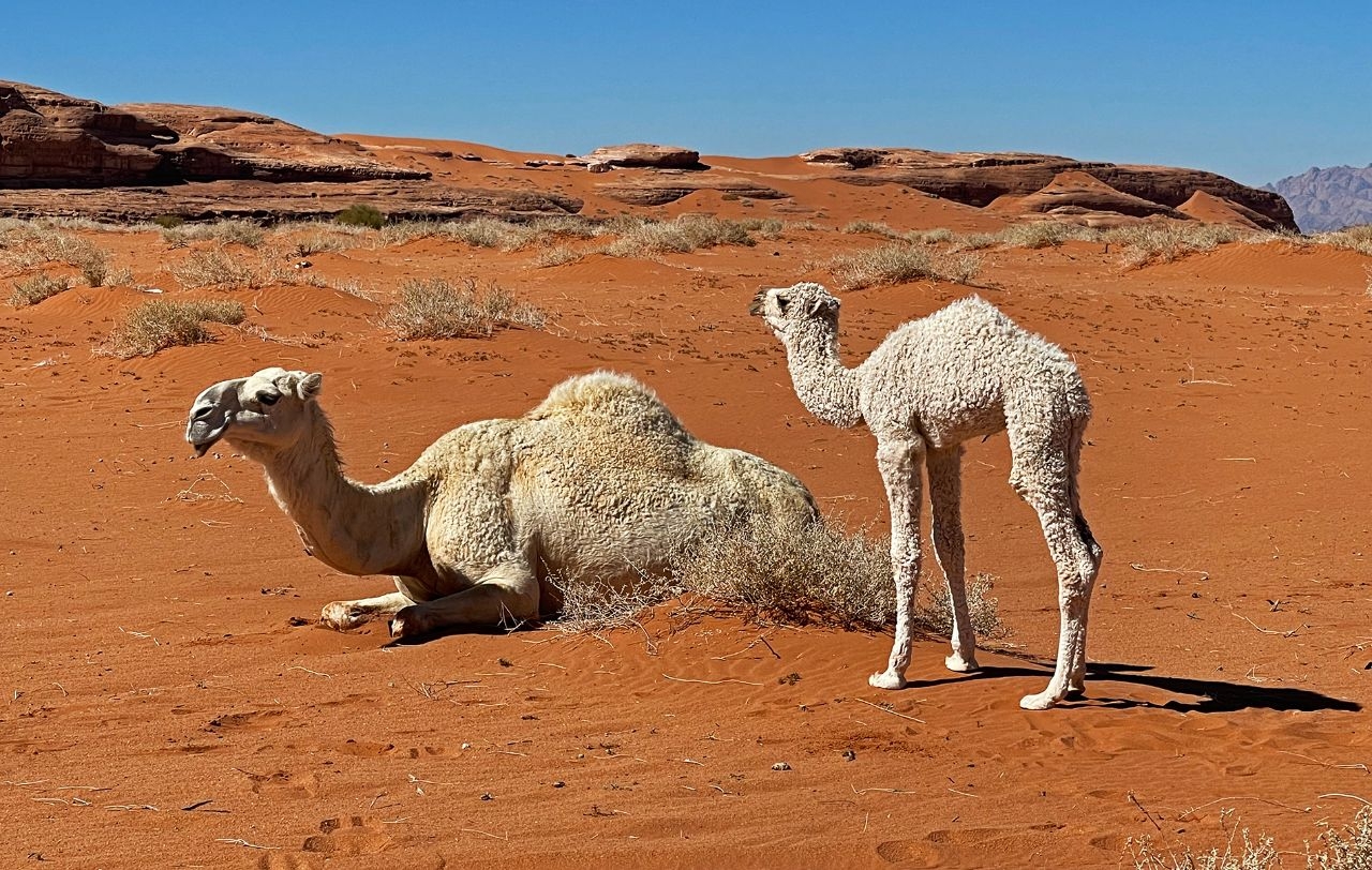 Desert, me and white camels (Tabuk, SA)