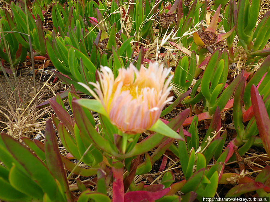 Цветок мыса Рока Кабу-да-Рока, Португалия